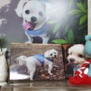 러블리 독 이미지