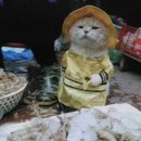 고양이생선