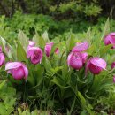 노고단 복주머니난 이미지