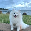 서서울(목포)졸음쉼터 | 중형견과 함께 제주도 2주 여행기 1편 - 서울에서 목포까지 운전 5시간