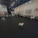 큰댕이네 이미지