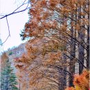 장태울다리 이미지