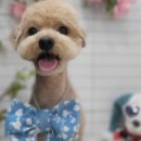 시원애견 이미지