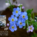 물망초 Daum카페