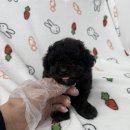 퍼피플라워 이미지