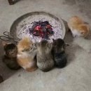 길약품 이미지