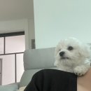 이박하 이미지