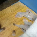 충청도회집 이미지