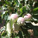 이종길농장 | [스크랩] 시방거사님 애플벨리 방문후기