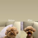 다다다펫그루밍 이미지