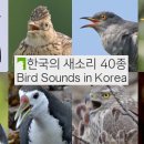 한국의 새소리 40종 모아서 듣기 Bird Sounds in Korea 이미지