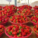 안태농장 이미지