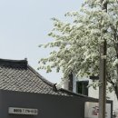 교리김밥봉황대점 | [경주황리단길맛집] 푸짐한 계란지단이 들어간 교리김밥 봉황대점 내돈내산 방문 솔직 후기