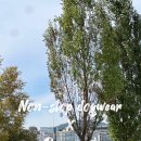 도그먼트 이미지