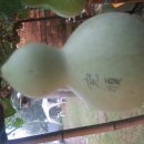 나무향기 차향기 이미지