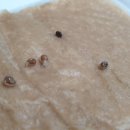 로즈마리 정원 이미지