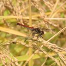 도안종로한약국 이미지