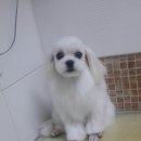 박한준종합동물병원 이미지