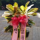 테크노 꽃나라 이미지