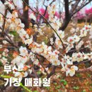 환승형차고지 화장실 | 부산 뚜벅이도 찾아가는 반짝반짝 기장 매화원 봄 꽃명소 가볼만한곳 데이트 방문 후기