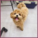 그린펫그루밍 이미지