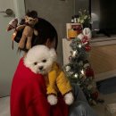 티아라 펫 이미지