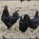 장수오골계 이미지