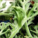 아이스톡톡 이미지