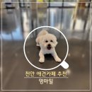 천안 실내 애견카페/ 운동장 애견카페/ 청당동 애견운동장 실내운동장 카페 추천/ 멍마일