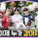 모아 dog 이미지