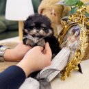 댕댕이 애견샵 | 수원강아지분양 애견샵 통해서 받은 후기