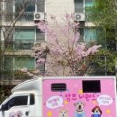 방주동물병원(출장전문) | [멍즈니랜드] 대구 초대형견 출장목욕&amp;미용 대형견~초대형견까지 가능한곳 전문 출장미용사