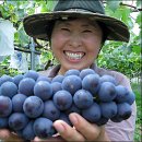 포도향기 이미지