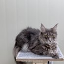 메인쿤 하우스 이미지