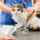 장성동물병원 이미지