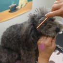 왈왈 살롱 이미지