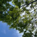 송림식당 이미지