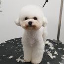 살롱드뚜뚜 이미지