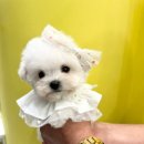 김해 해피몽 김해강아지분양 고양이분양 | 김해강아지분양 퍼피몰리