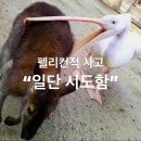 (주)펠리컨디자인 이미지