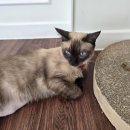 몽 듀 로투스(Mont du Lotus) 이미지