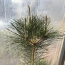 양산경로당 | 양산 또간집 오봉해칼국수 양산범어본점 내돈내산 리얼후기