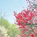 [4/16 목요트레킹] 금산 홍도화 + 무주 금강 마실길(잠두&amp;벼룻길) 이미지