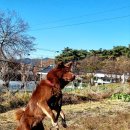 햇살농원 애견 이미지