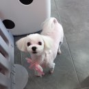 복이네 애견 미용 이미지