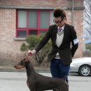 강아지분양 퍼피베이비 이미지