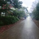 동백원건너 | 제주 관광지 추천 스누피 가든