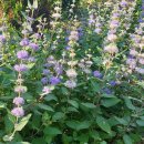 거북머리 하늘바라기 용담 골든피라밋외 야생화 이미지