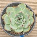 치와와엔시스(34) 이미지