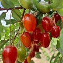 작은농원 이미지